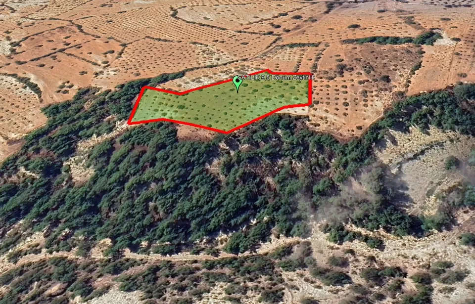 Mut'a 30 dakikalık mesafede 9,5 dönüm Zeytinlik