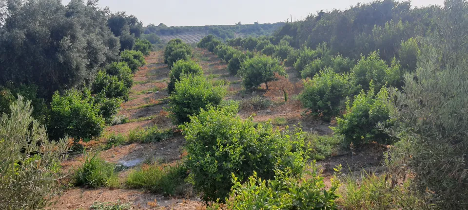 MEZİTLİ DAVULTEPE DE KÖY YERLEŞİM ALANINDA SATILIK 1.359 M2 BAHÇE